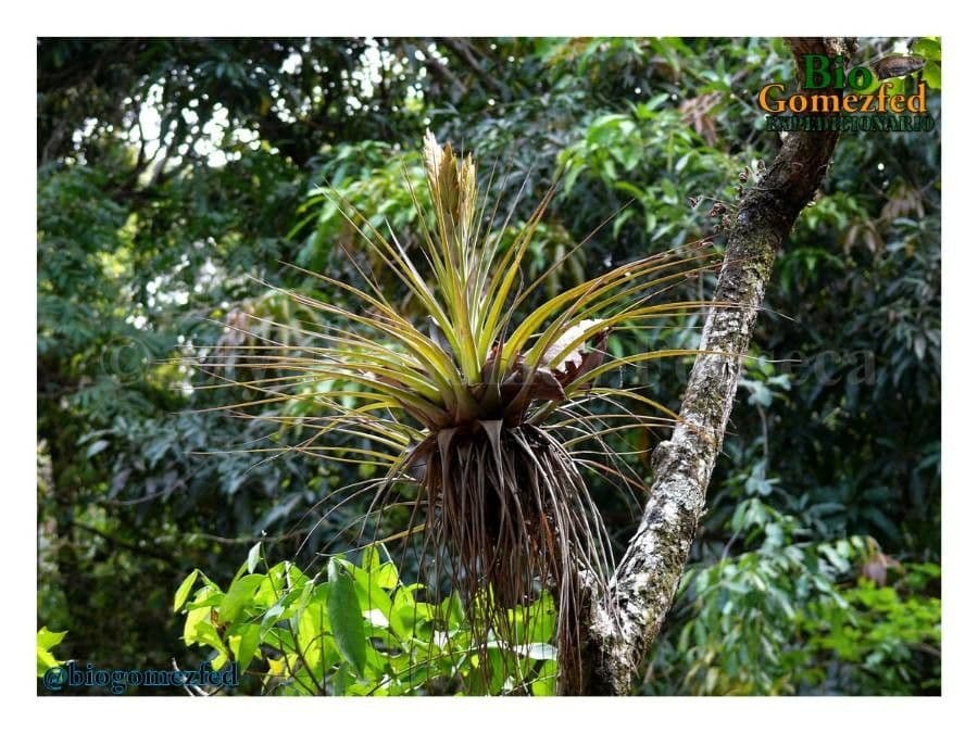 Tillandsia utricolata 7