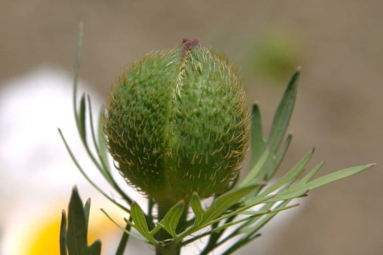 Matiola chlupatá