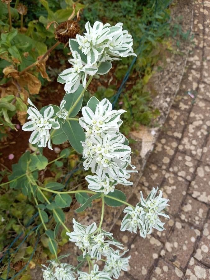 Euforbia marginata 16