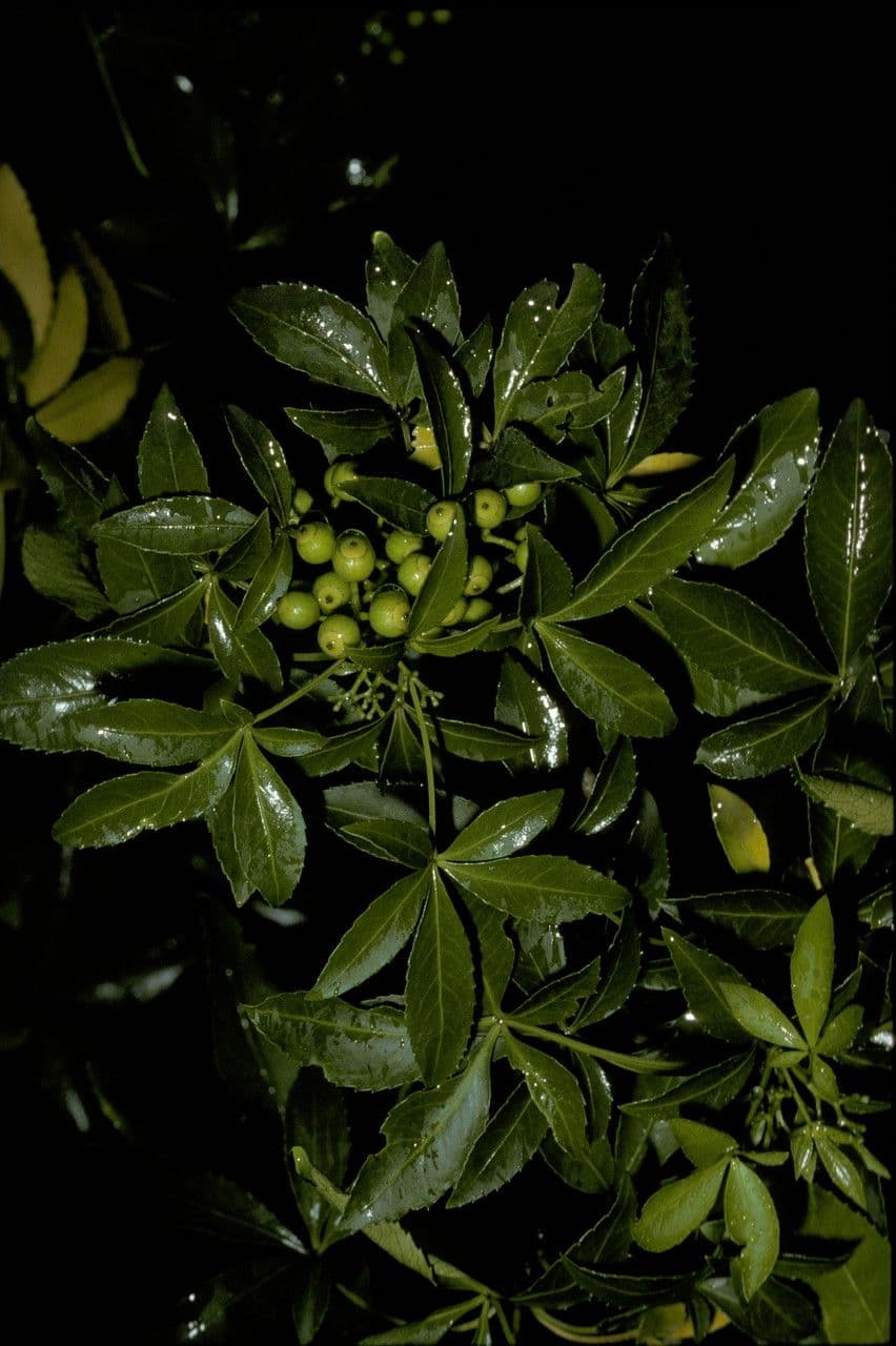 Falso Aralia 2
