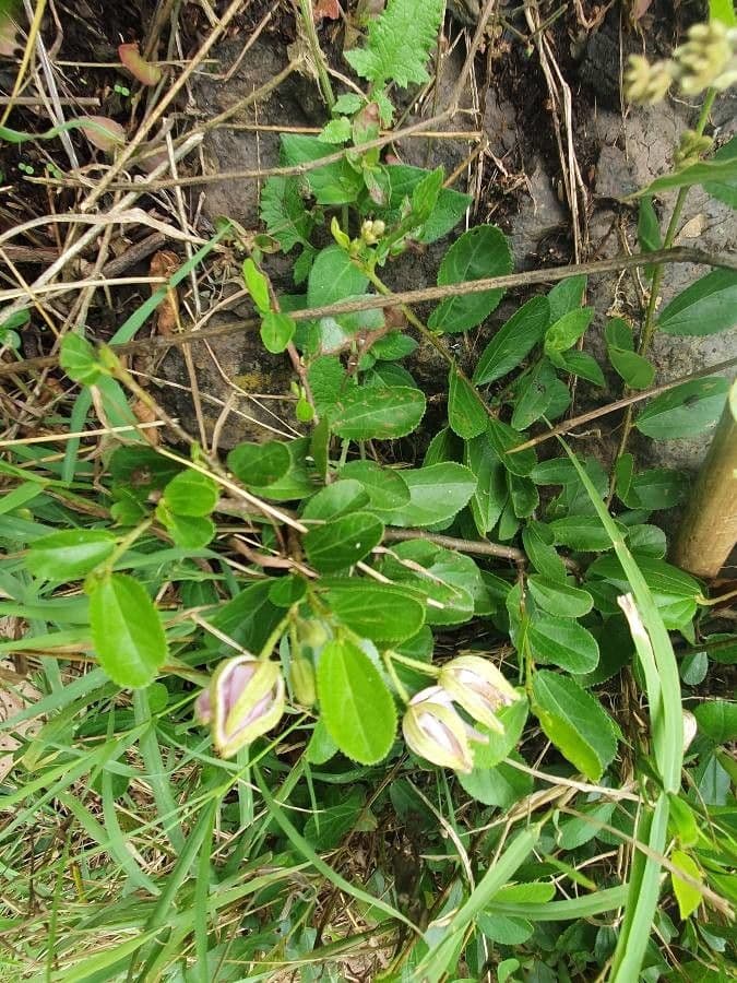 Grewia 11