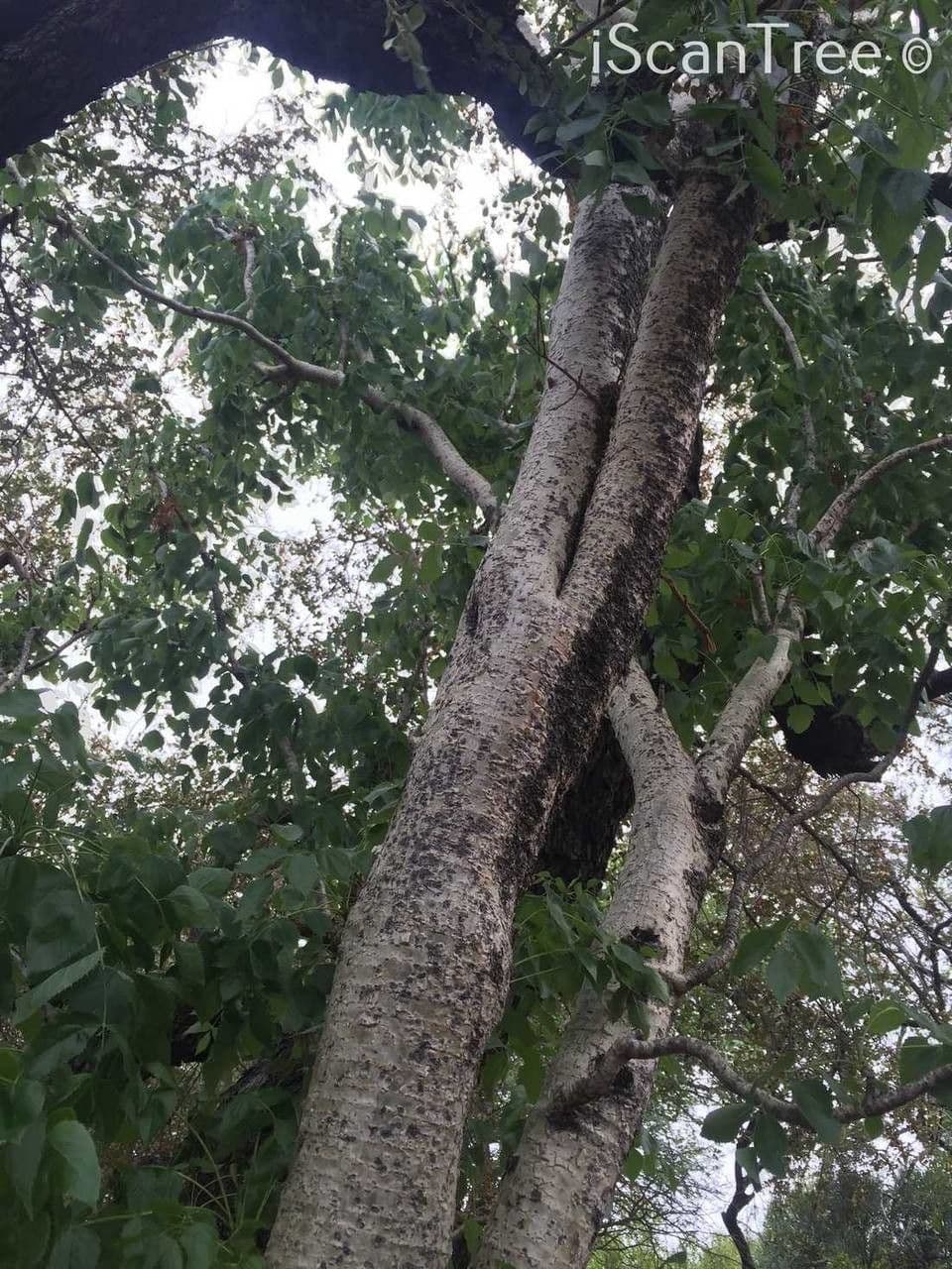 Steganotaenia araliacea 5