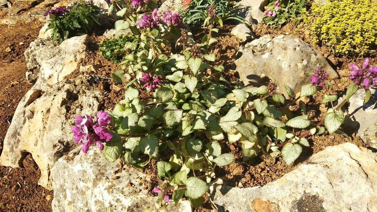 Falsa ortica macchiata 28