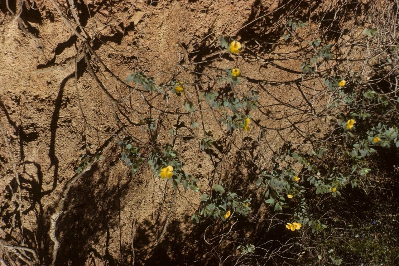 Dendromecon 12