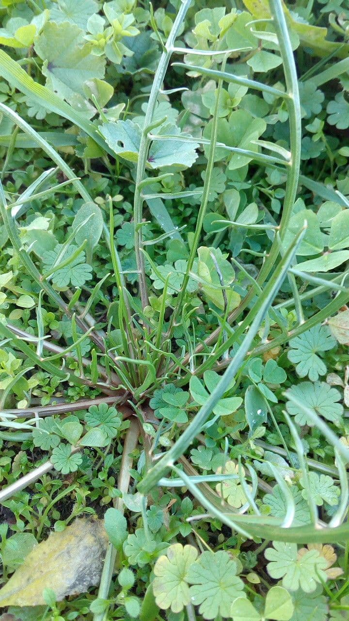 Säbel-Kratzdistel 17