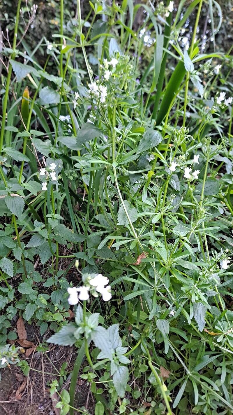 Nemesia denticolata 2