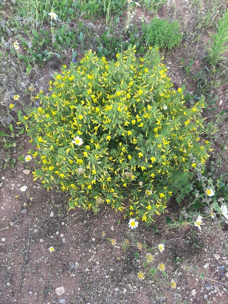 Bugrane jaune 13