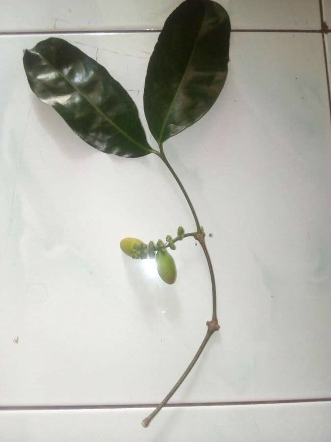 Gnetum gnemon 18