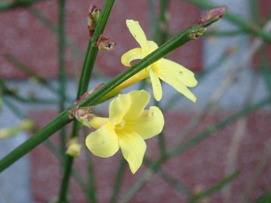 Winter-Jasmin 6
