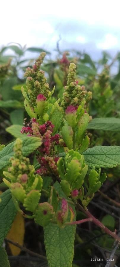 Phyllocladus 5