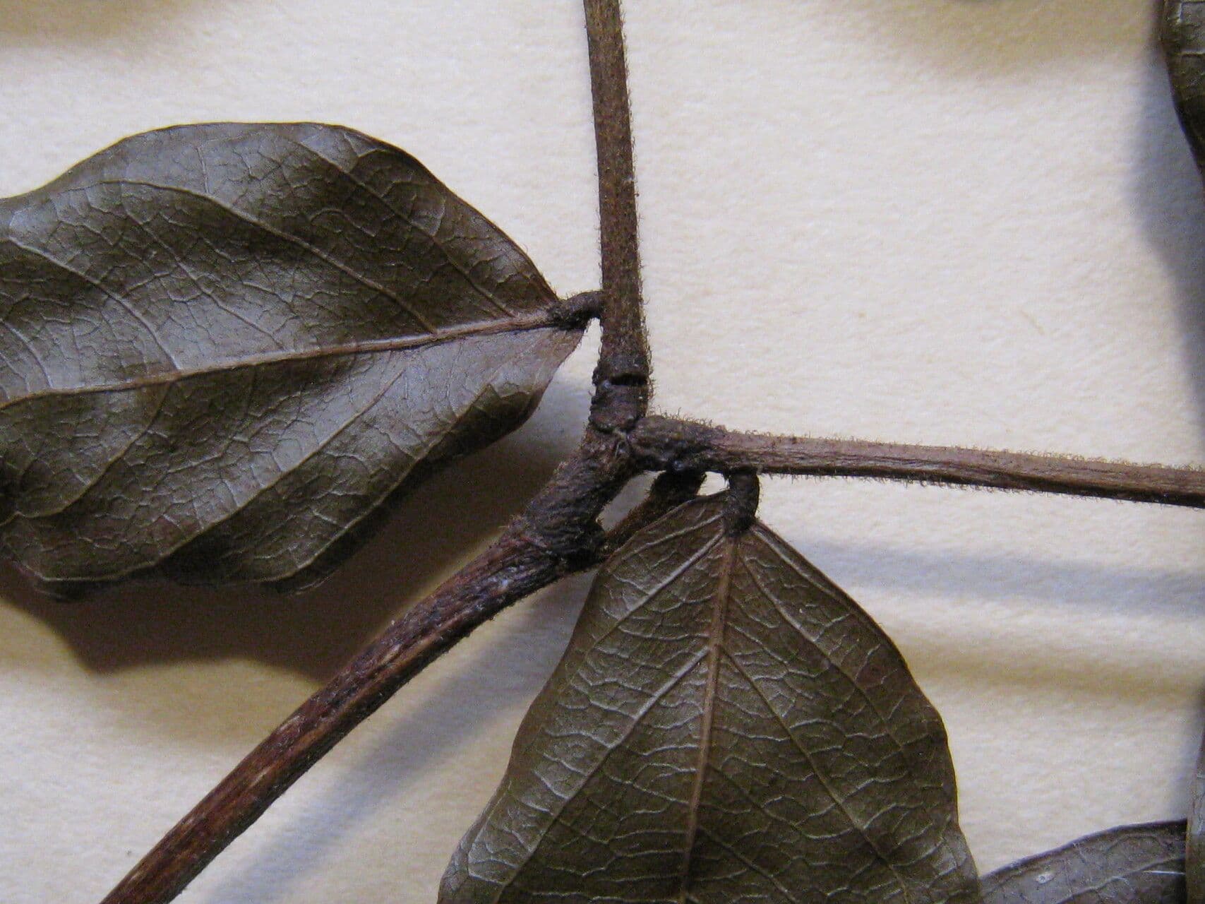 Zygia cataractae 4