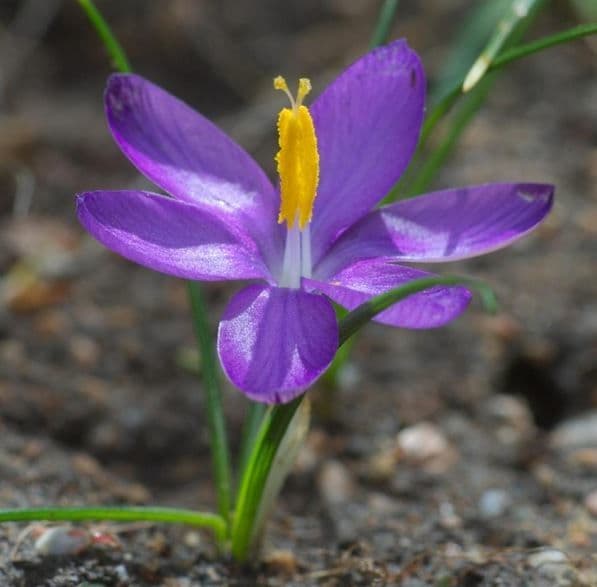 Crocus 5