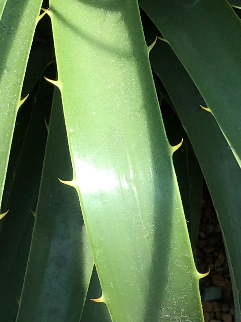 Puya
