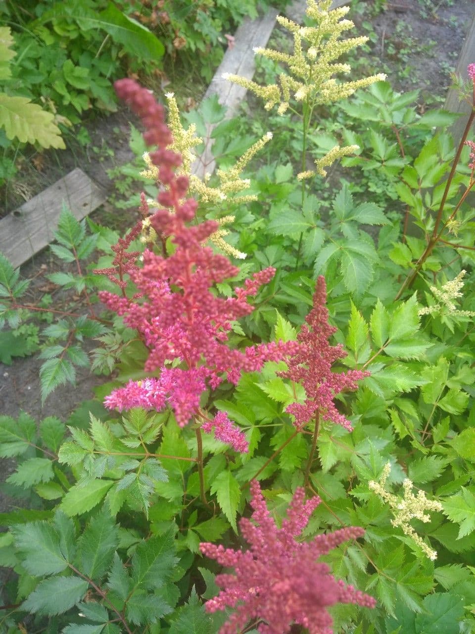 Astilbe giapponese 26