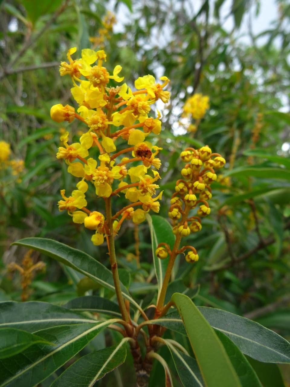 Byrsonima 8