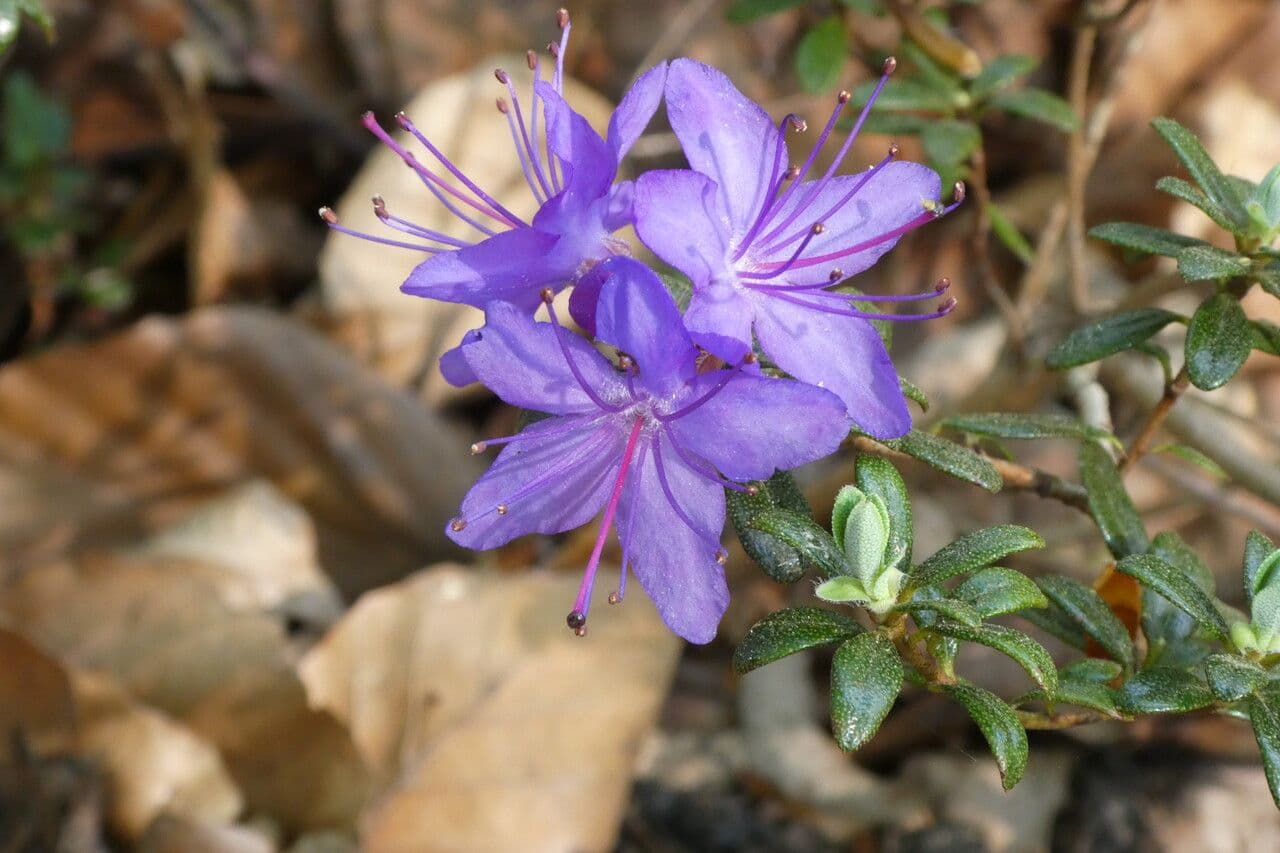 Rododendro