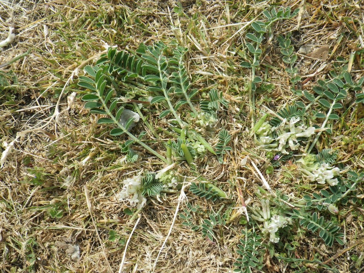 Astragalus depressus 13