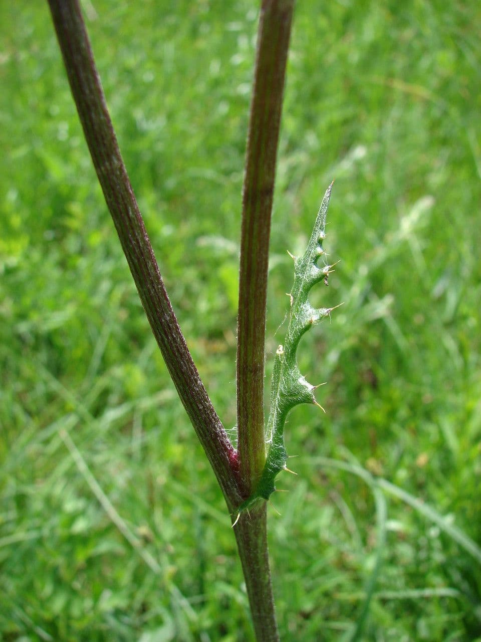 Knollen-Distel 21