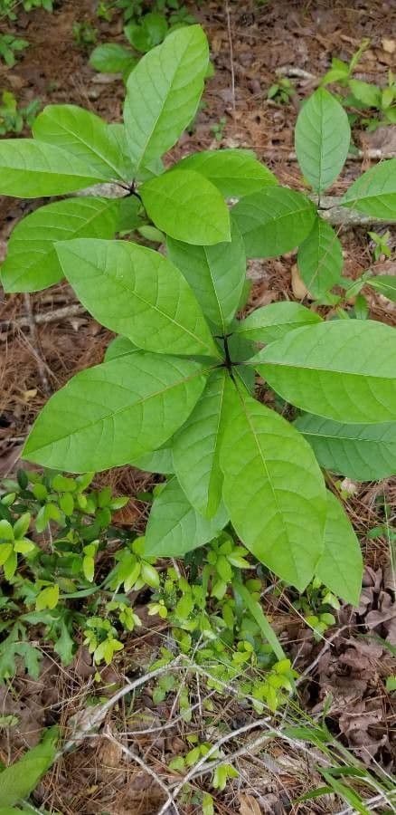Chionanthus 20