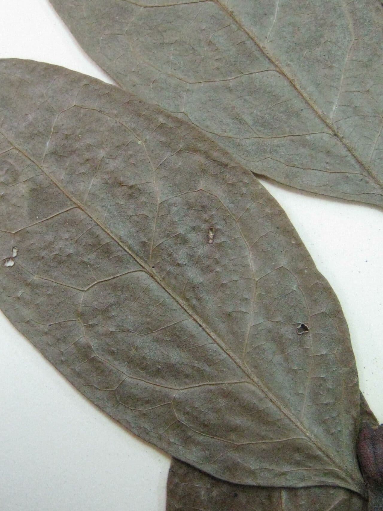 Surinam-Cardiopetalum 2