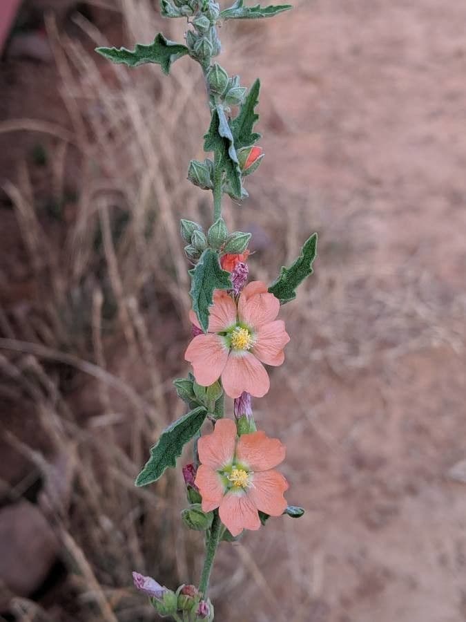 Sphaeralcea 5