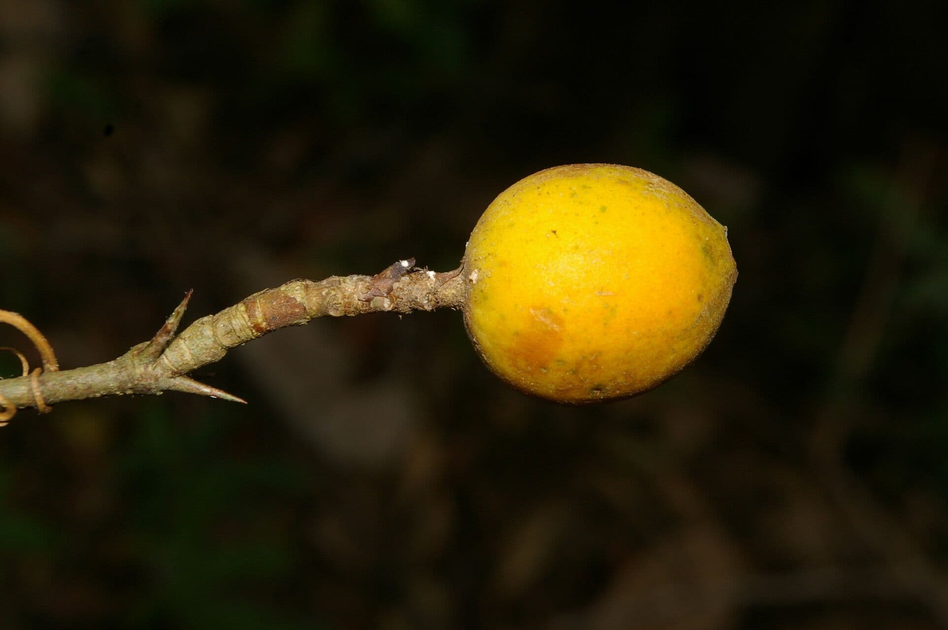 Randia spinosa 2