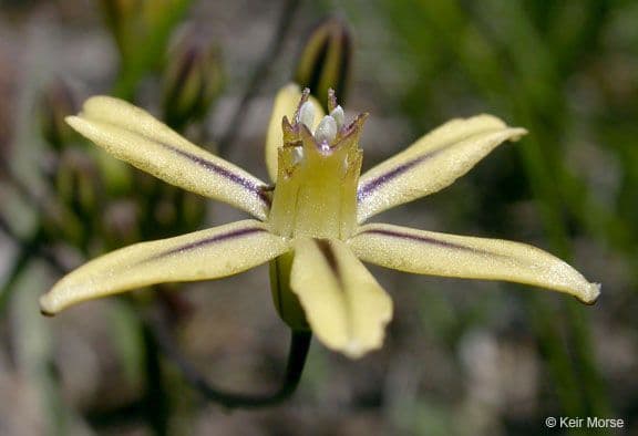 Triteleia 3