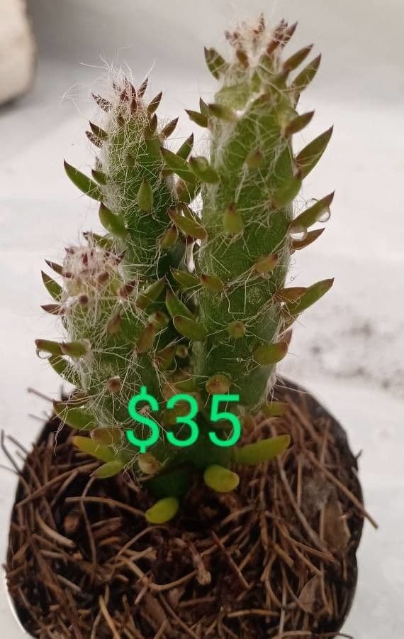Austrocylindropuntia 3