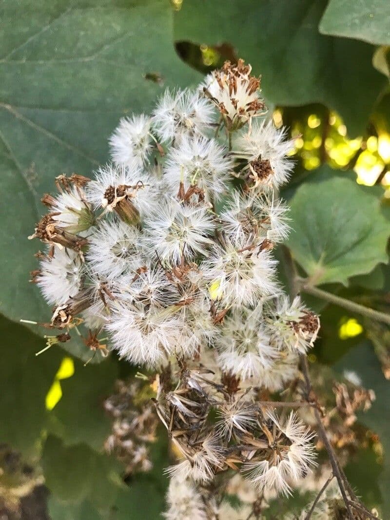 Roldana 2