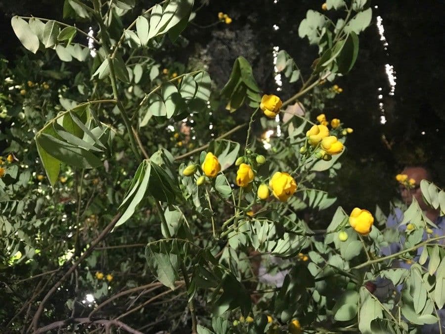 Senna petera 17