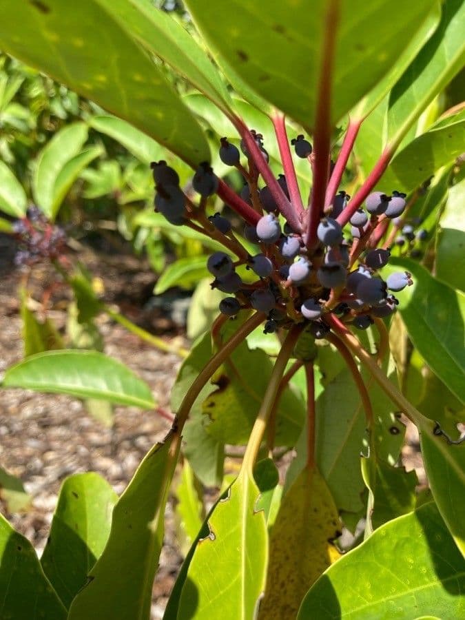 Daphniphyllum 3