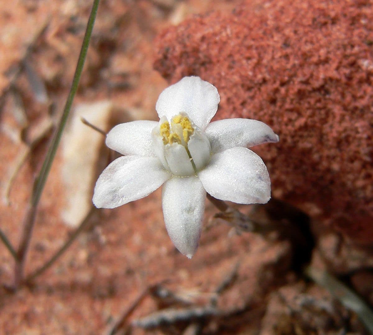 Muilla coronata 2