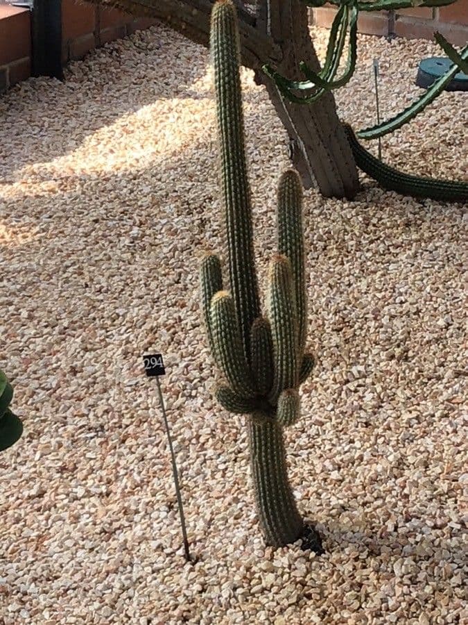 Weberbauerocereus 3