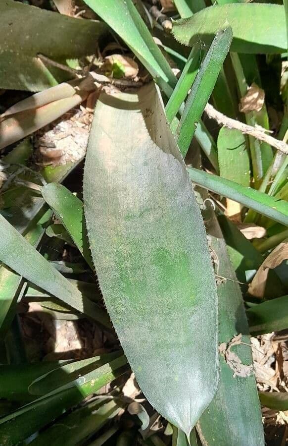Aechmea 12