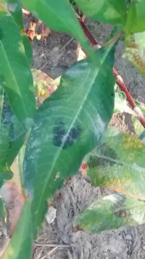 Poligono persicaria 17