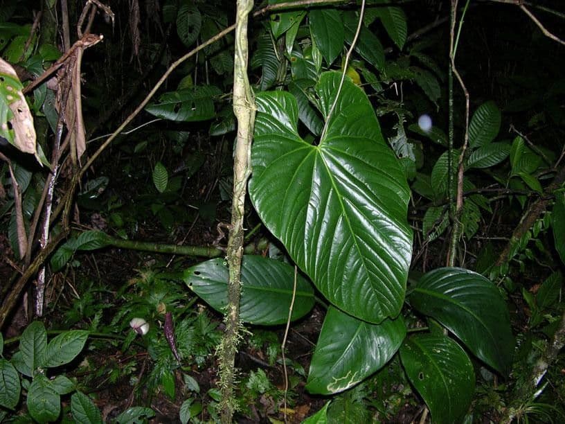 Kalla 6