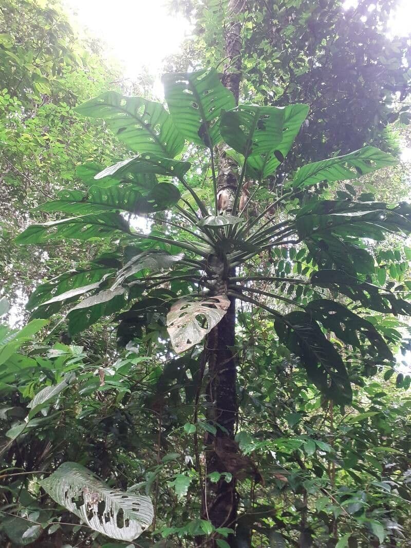 Monstera di Lechler