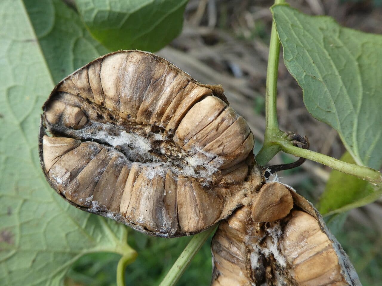Osterluzei 5