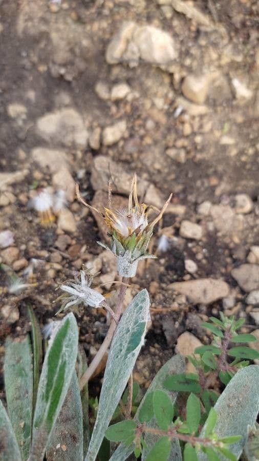 Gazania 4