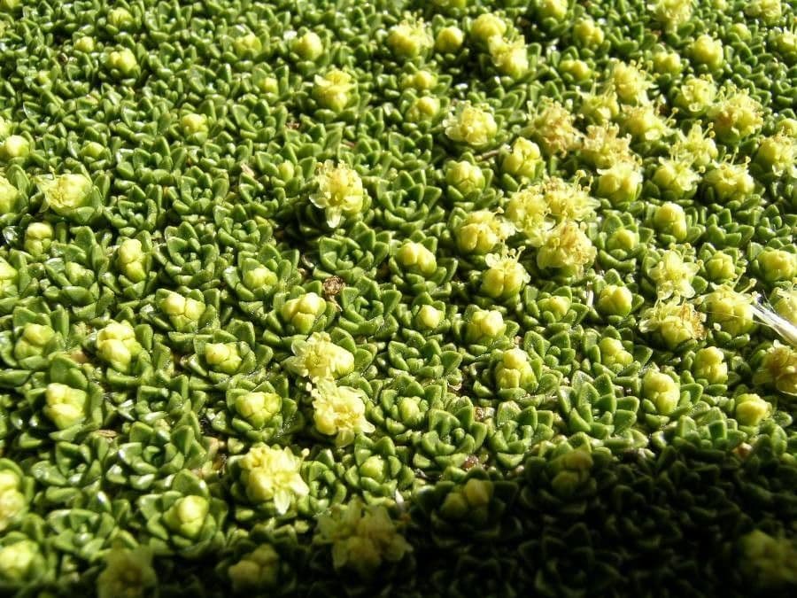 Azorella monanta 11