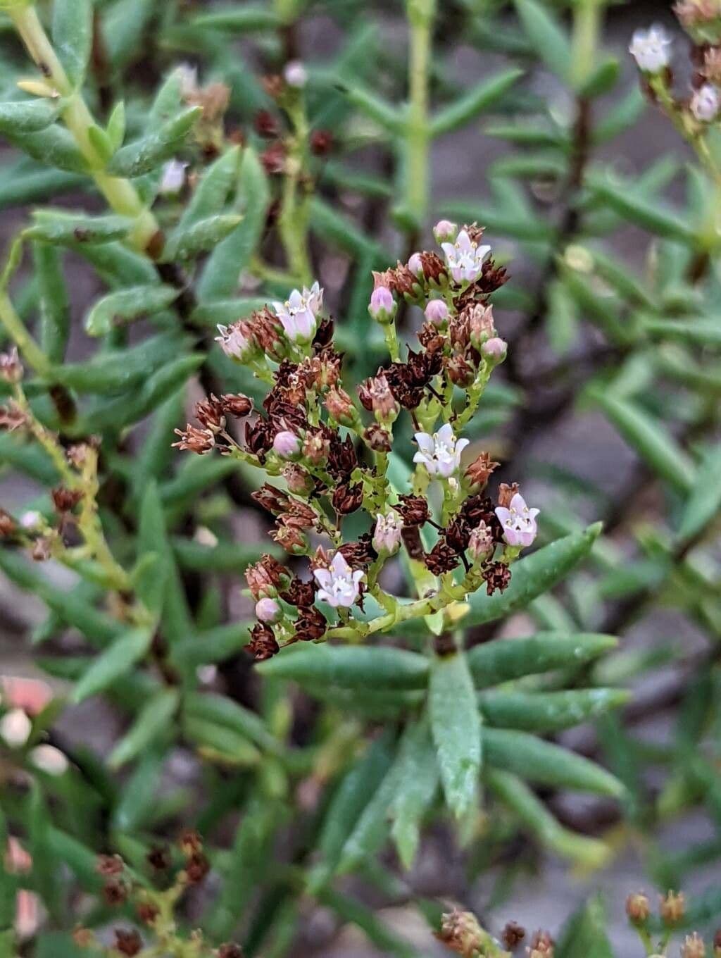 Crassula 3