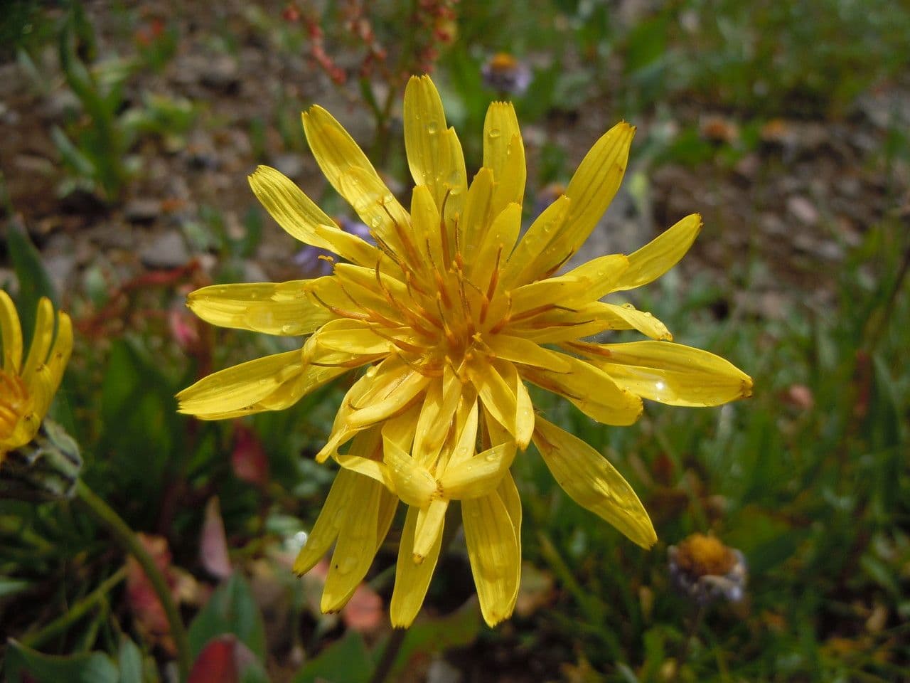 Agoseris glauca 3