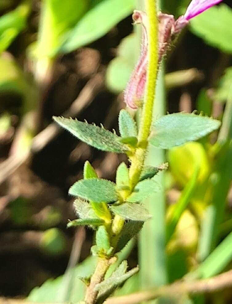 Cuphea pegajosa 13