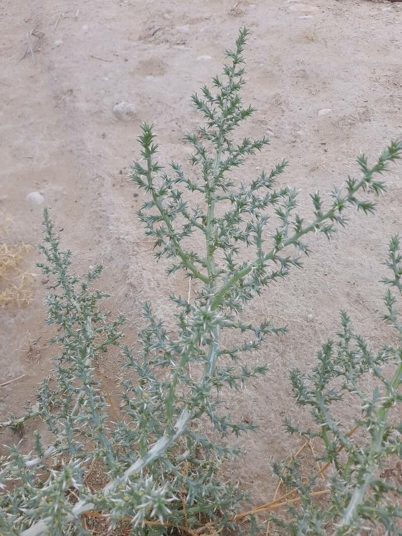 Cornulaca 11
