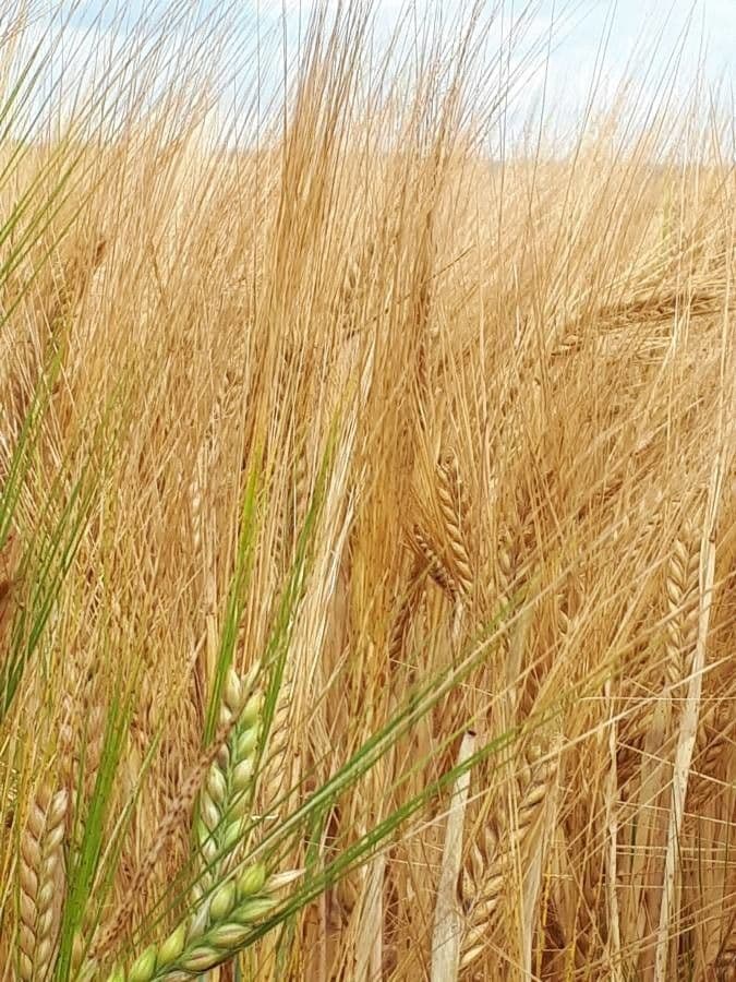 Orzo 25