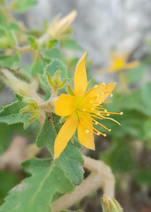 Mentzelia 4