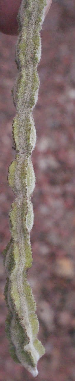 Sophora denudata 3