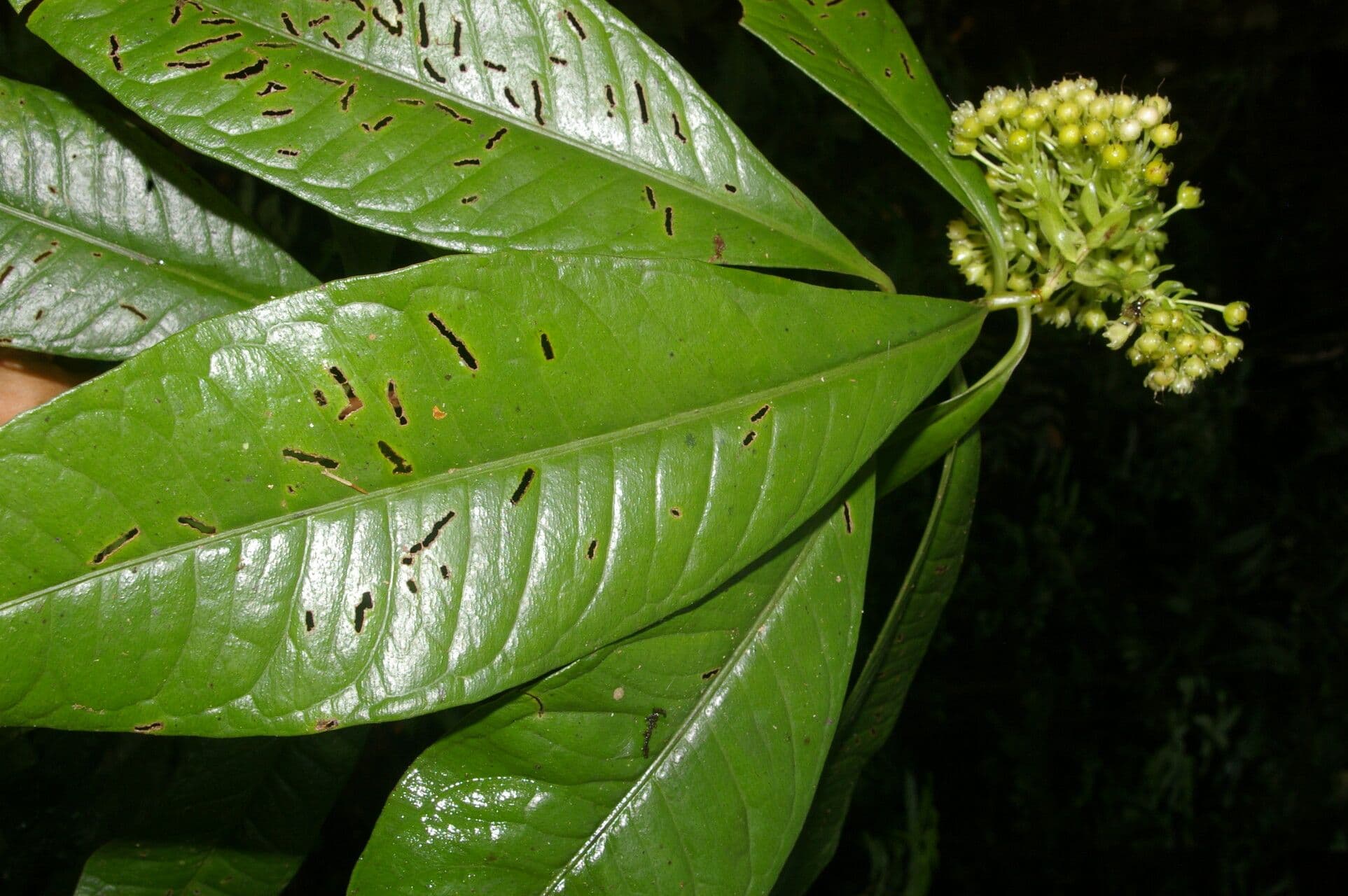 Ardisia 12