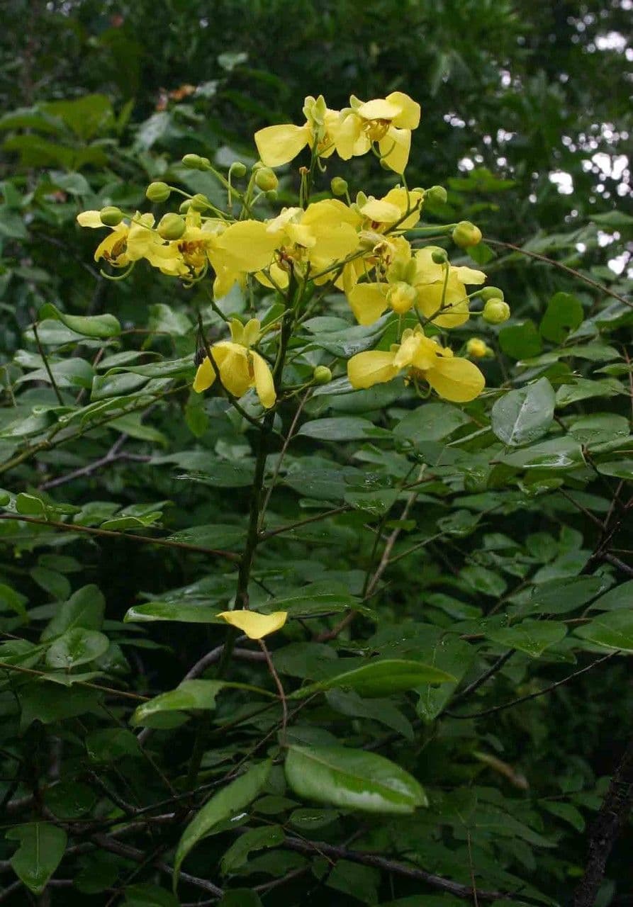 Cassia 4