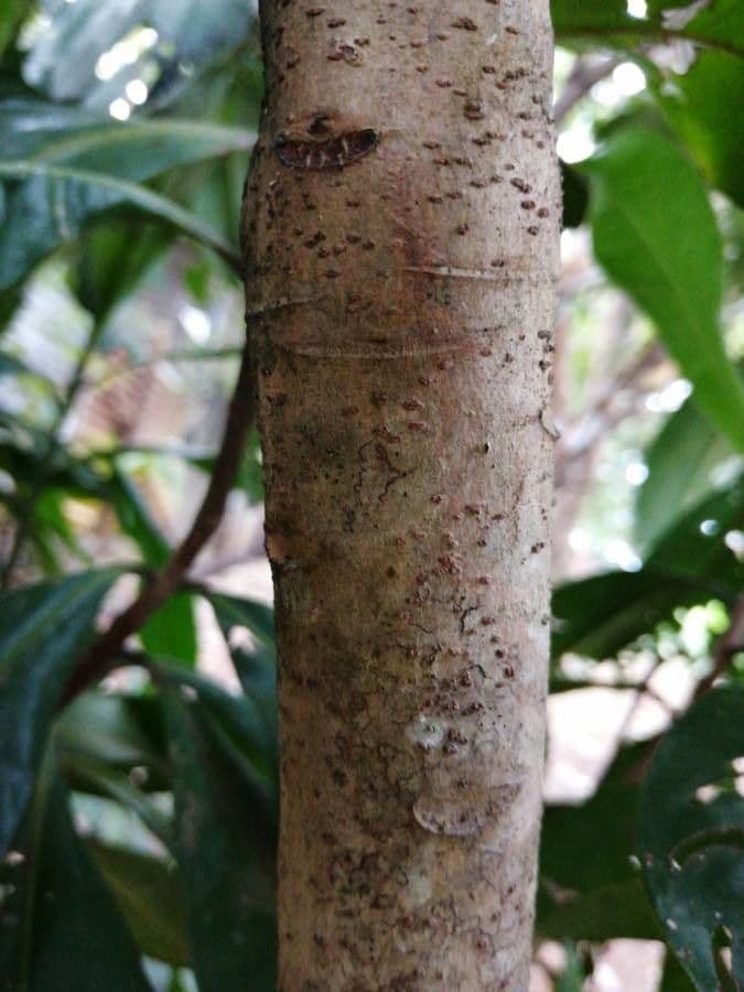 Ardisia révolutée 20
